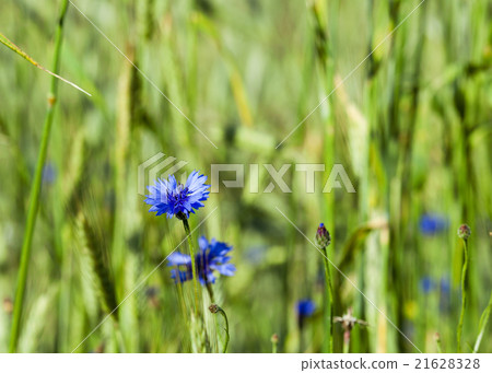 cornflowers on the field   21628328