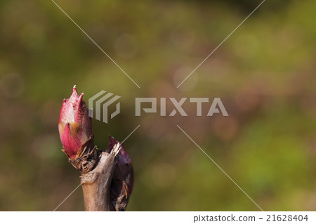 Budding of peony 21628404