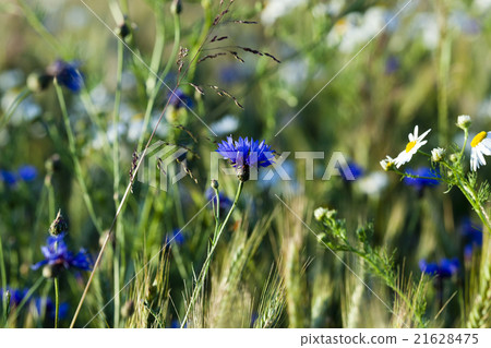 chamomile with cornflowers   21628475