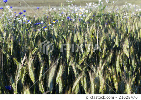 blue cornflower. cereals blue cornflower. cereals 21628476