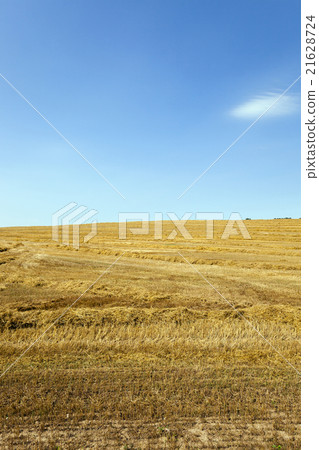 agriculture field.  cereals   21628724