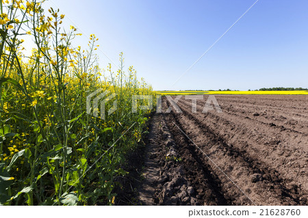 potato field . furrow potato field . furrow 21628760
