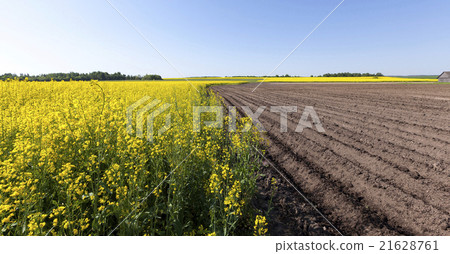 potato field . furrow 21628761