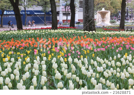 Tulip at Yokohama Park 21628871