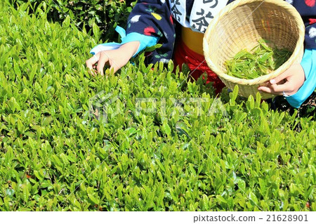 Early summer tea plant tea picking daughter picks new sprouts 21628901