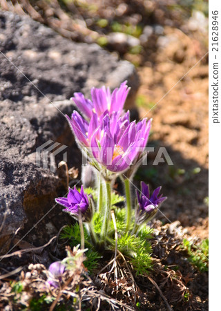 Bright purple flowers Bright purple flowers 21628946