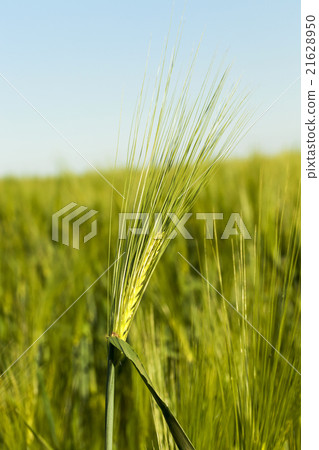 immature cereals. field immature cereals. field 21628950