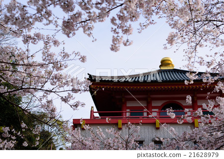 Kiniiidera cherry tree 21628979
