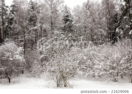 fir-tree in the winter fir-tree in the winter 21629006