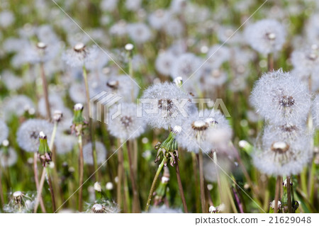 ripened dandelion . close-up ripened dandelion . close-up 21629048