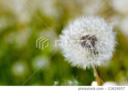 White dandelion. close-up White dandelion. close-up 21629057