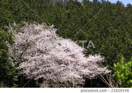 Yoshino cherry tree of Akiruno Otatsu 21629148