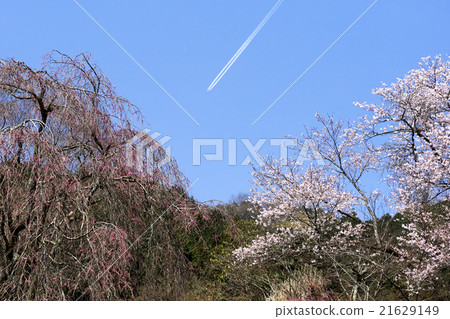 Yoshino cherry tree of Akiruno Otatsu 21629149