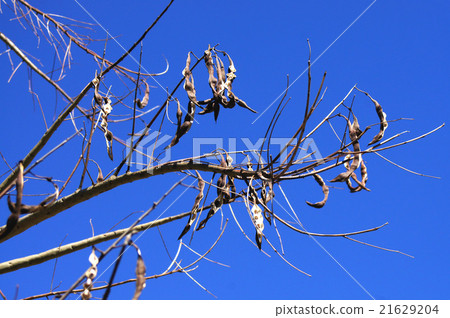 Legislated American legume of Deigo 21629204