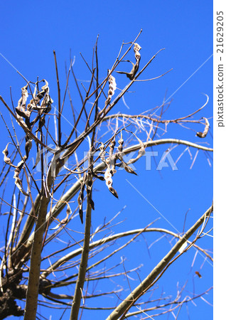 Deigo的立法美國豆類 21629205