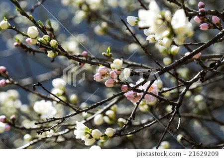 Genpei peaching peach with white and pink 21629209