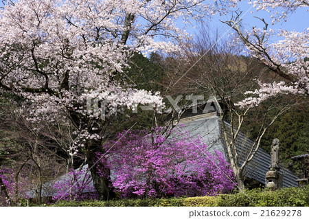 Dragonfly crane 21629278