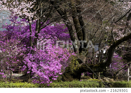 Mitsuba Azalea 21629301