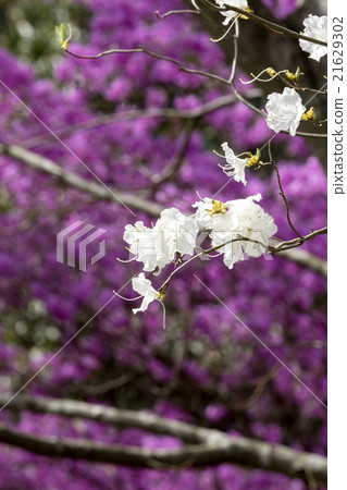 Mitsuba Azalea 21629302