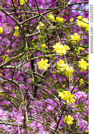 Mitsuba Azalea 21629303