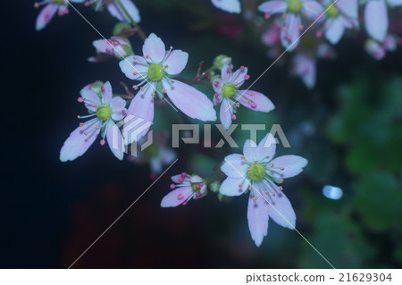 Diamondishito 21629304