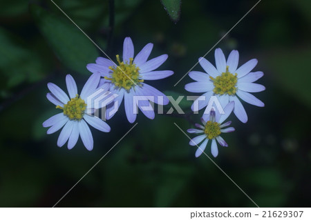 Affiliation 21629307