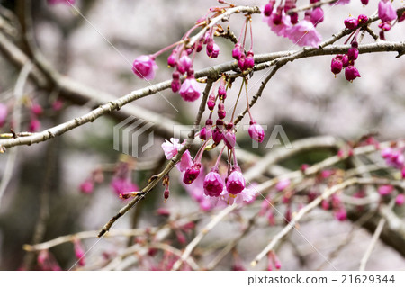 Wait for a full bloom a bamboo cherry tree 21629344