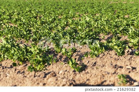 cultivated potato field. cultivated potato field. 21629382