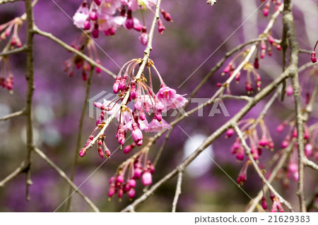 盛開的櫻花開始綻放 21629383