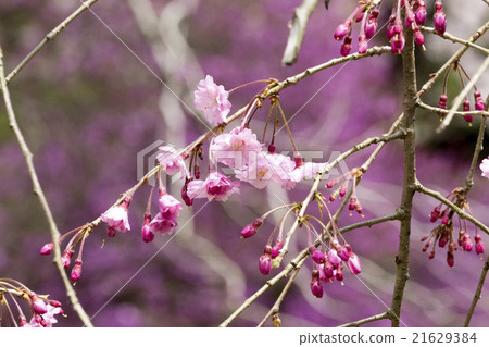 Blooming cherry tree which began to bloom 21629384