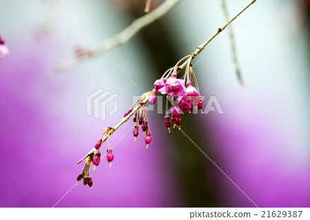 盛開的櫻花開始綻放 盛開的櫻花開始綻放 21629387