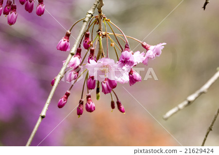 Branched cherry-blossoms opening out 21629424