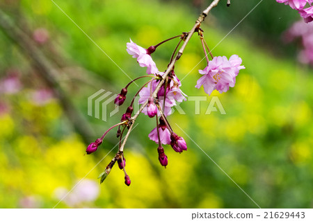 Beginning opening beaked cherry and rape field 21629443