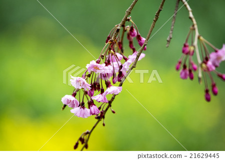 Beginning opening beaked cherry and rape field 21629445