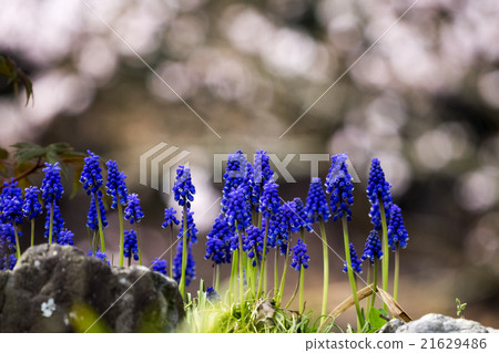 Muscari flowers 21629486