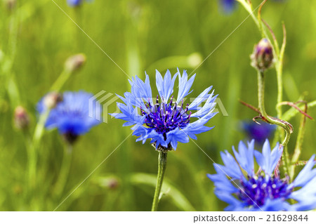 cornflowers on the field   21629844