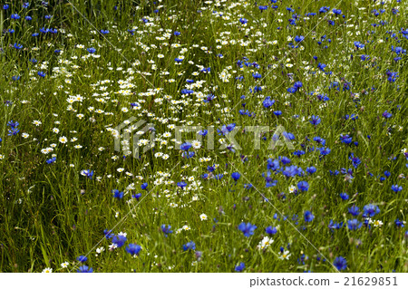 chamomile with cornflowers   21629851