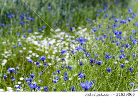 chamomile with cornflowers   21629860