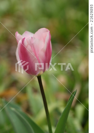Tulip 21629893