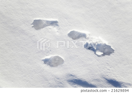 snow covered field   21629894