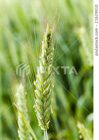 green cereals . spring green cereals . spring 21629910