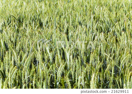 green cereals . spring green cereals . spring 21629911