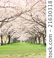 Cherry blossom tunnel 21630318