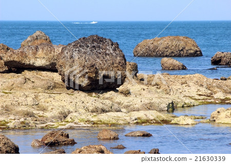 Shirokohama 21630339