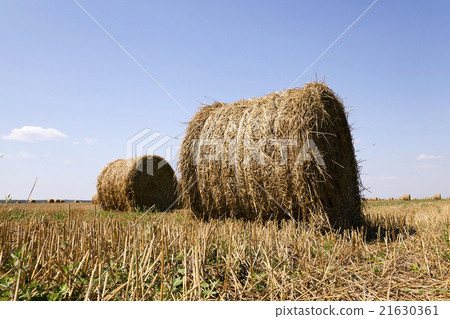 haystacks straw . summer haystacks straw . summer 21630361