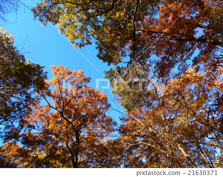 Autumn forest Autumn forest 21630371