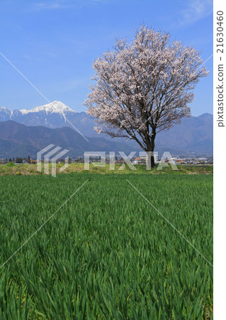Spring of Azumino Spring of Azumino 21630460
