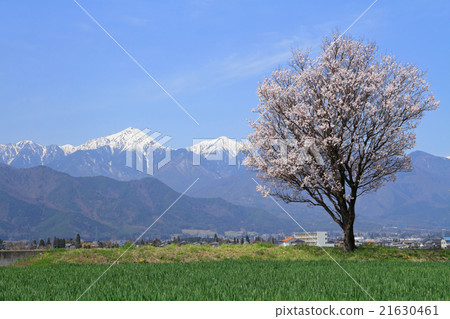 安曇野之春 21630461