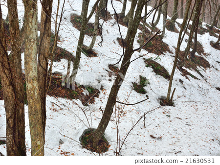 雪殘林 雪殘林 21630531