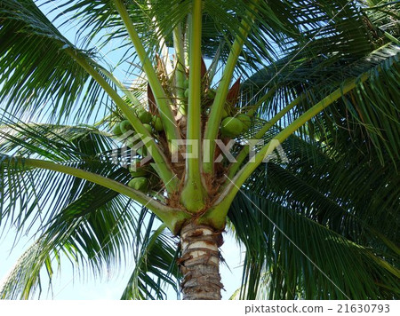 海灘勝地在越南 海灘勝地在越南 21630793